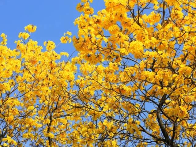 太美了！这片花海把春天染成金黄色，快来打卡吧~