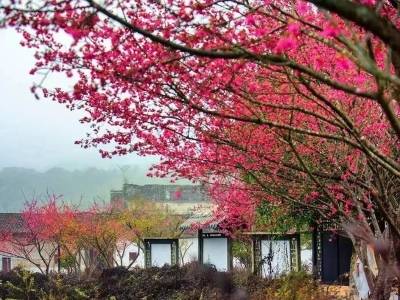 樱花、油菜花、古围楼……韶关这些绝美村庄，去一次就能拍够春天九宫格