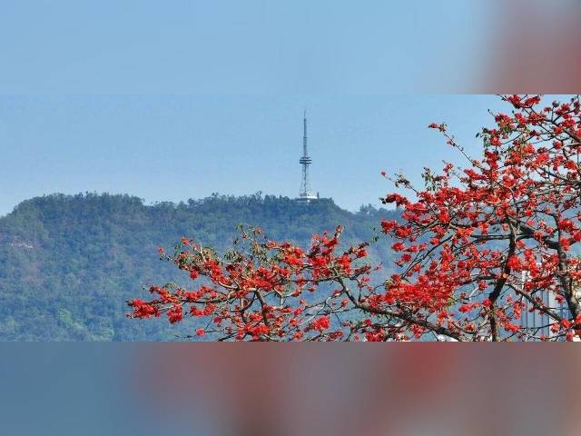 绿美鹤山 | 满城尽是英雄色！鹤山木棉花开灿烂