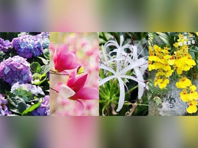 太靓啦越秀这里开成花海！很多人去打卡！