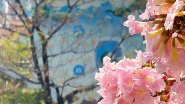 春天里的浪漫，鲜花占一半