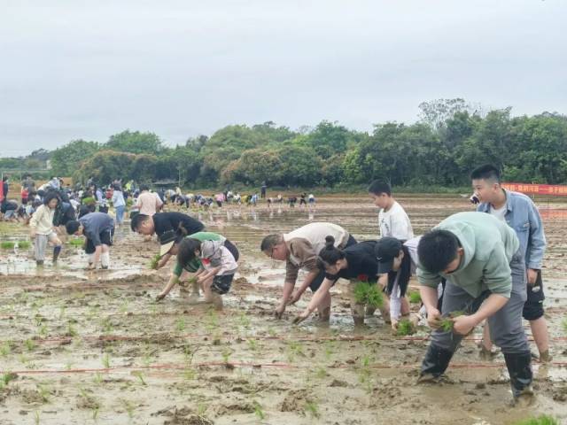插秧、捉泥鳅、抓鸡……大人小孩都在田野里撒欢