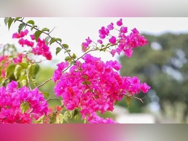 三角梅绽放!来茶山这里,将春天拥入怀中