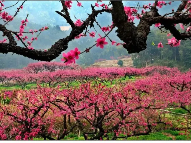 免滤镜！翁源这片桃花开了，像水墨画一般！还有地道美食别错过