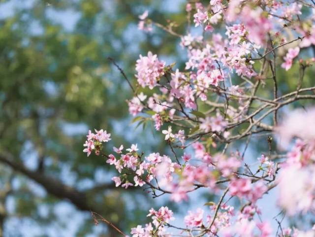 即将进入最佳观赏期！黄埔绝美樱花打卡点→