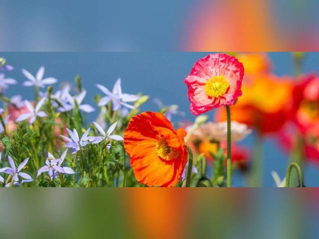 春季舒畅情志的五款药膳方