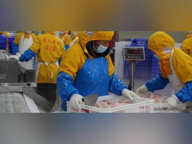 茂南罗非鱼的增值密码:从“卖原料”到“卖产品、卖品牌”