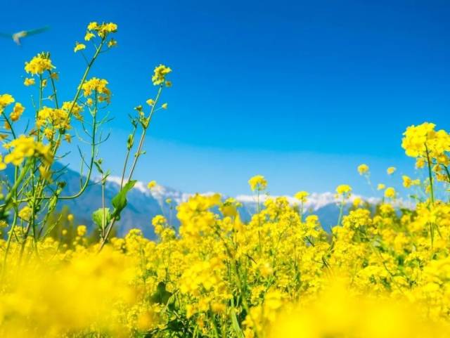 养生 | 春分至，阴阳和！中医顺时养生指南，助您疏肝健脾安度春季→