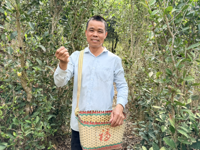 广货推荐:博罗麻陂春茶采摘正当时 高山茶园助增收