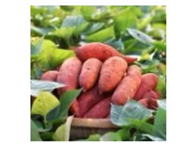 从“种得好”到“卖得火”,遂溪40万亩甘薯撬动百亿产业链