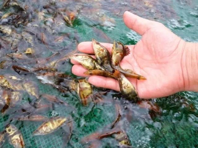 超12.5亿尾鳜鱼苗从这里“游”向全国