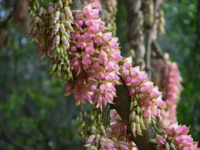 免费打卡!江门这片粉色花海,超出片→