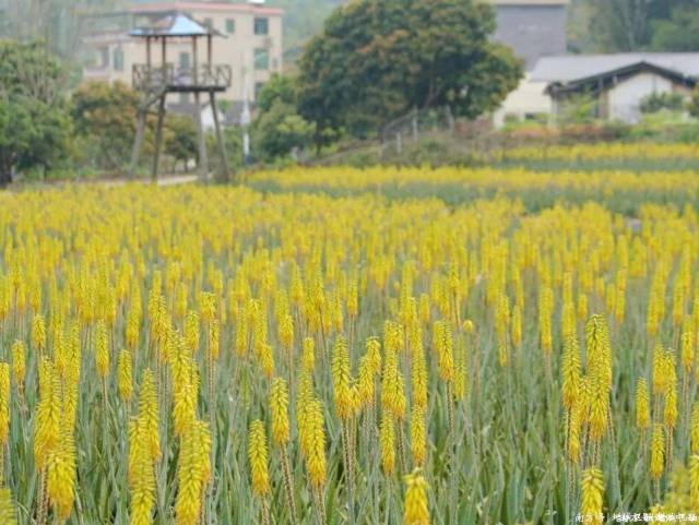 广州增城：黄金“花海”上线！