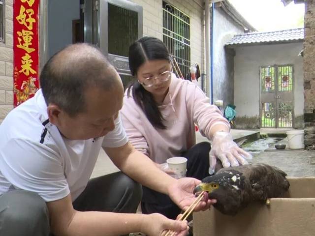 南雄成功救助国家二级保护野生动物蛇雕