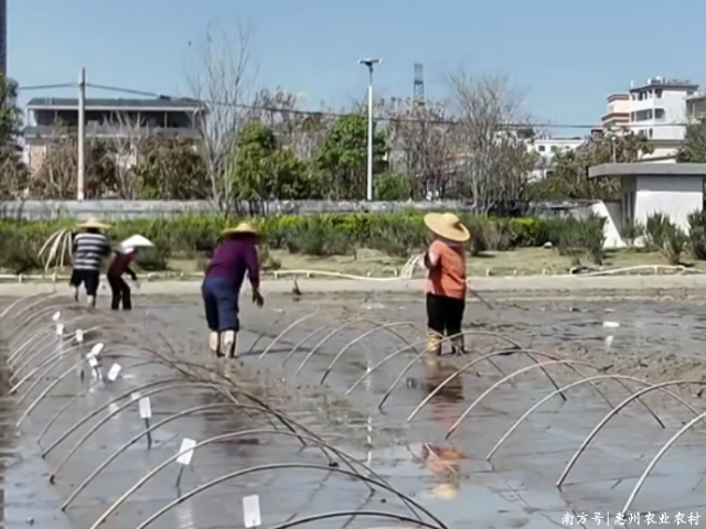 春耕播下“科技种”,惠州吹响“良种先行”号角