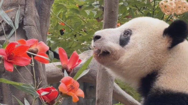 广州春天的味道怎么少得了木棉花