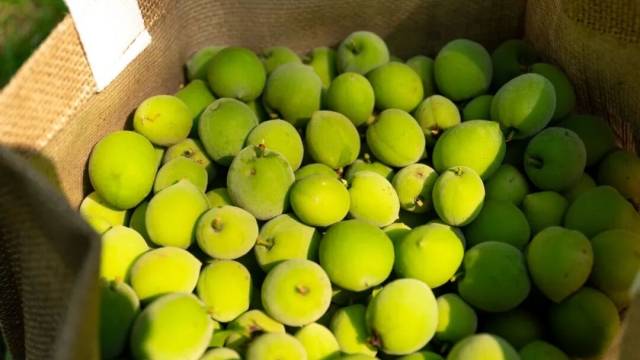 青梅熟了！黄埔4个公园免费享 →