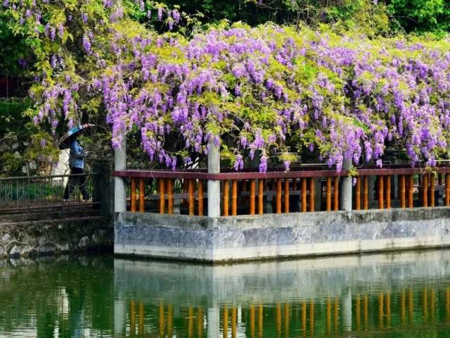 绝绝“紫”！韶关观赏紫藤花最佳地点在这里→