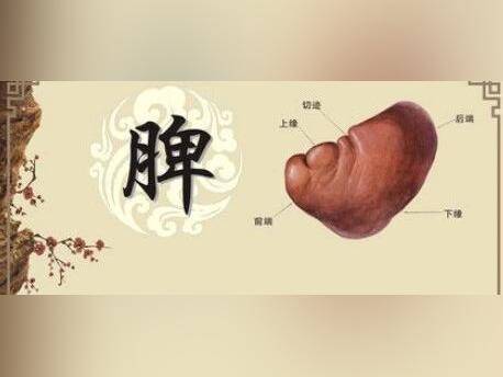 淡白舌、苔腻舌、血瘀舌，是脾的求救信号，对症食疗方改善脾虚