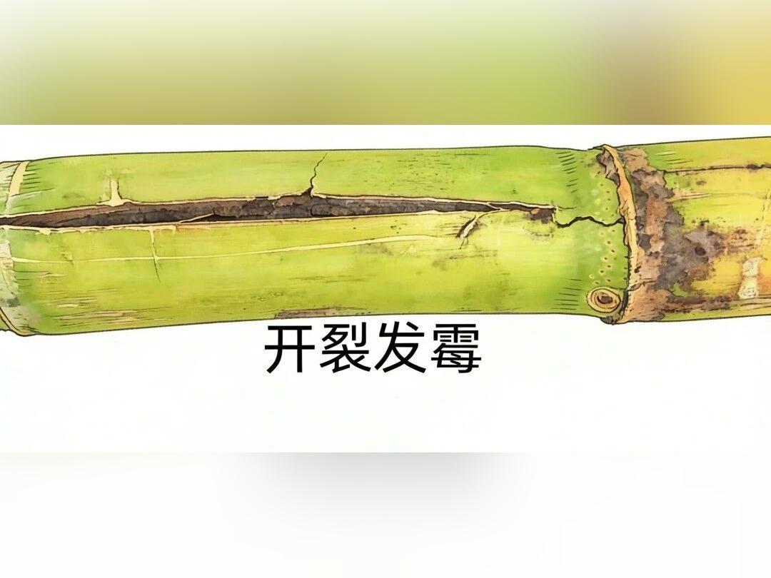 没有特效解毒药,严重可致死!近期吃它一定要当心→