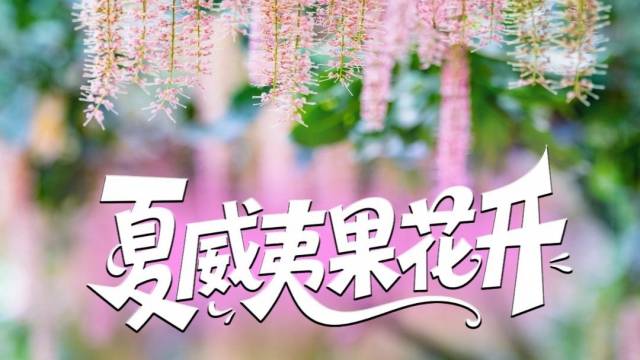 视频 | 夏威夷果开花了！你来打卡了吗？