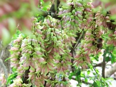 靓！从化禾雀花迎来盛花期，打卡走起→