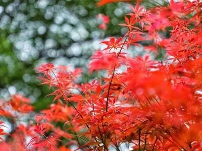 红了！反季“枫”景上线，漫山红叶等你来！