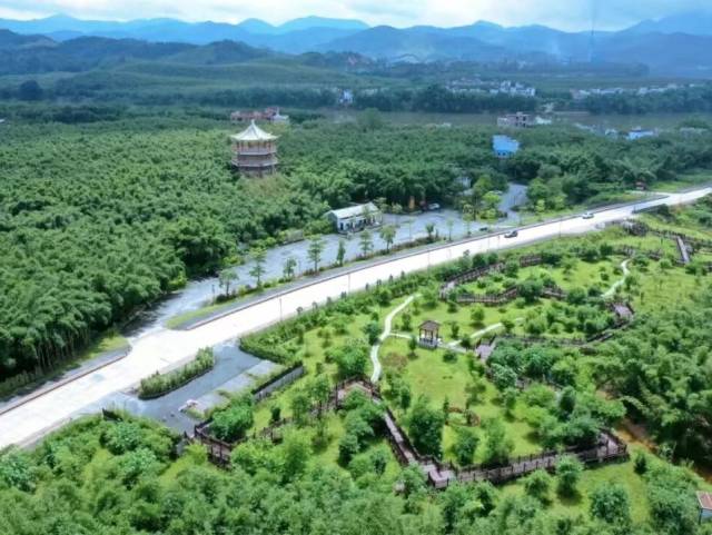 全国首个！广宁竹林规模化收储，为百亿产业建起“原料仓”