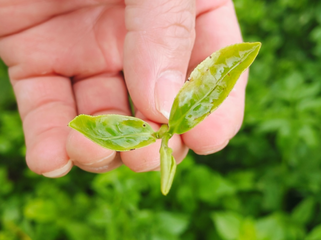 被虫咬过才更香？解锁紫金蝉茶的独特“蜜”码
