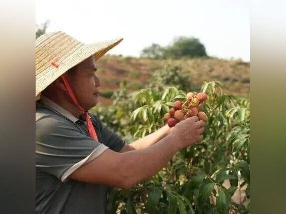 高州特早熟荔枝三月红、科技一号相继成熟 收购价超12元/斤