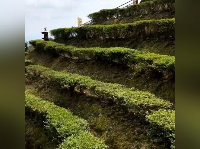 跟着主播去探源 丰顺茶山尝尝鲜