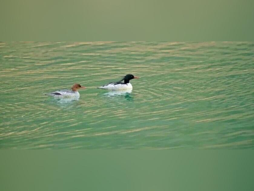 守住候鸟迁徙的“生命通道”……