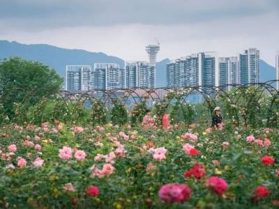 鼎湖这片花海，绝美！
