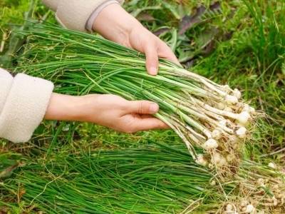 南方人超爱的“杀菌菜”，能顺气、散结、解胸闷