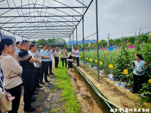 推广绿色防控，守护舌尖安全：惠州召开荔枝、豇豆绿色防控现场观摩会