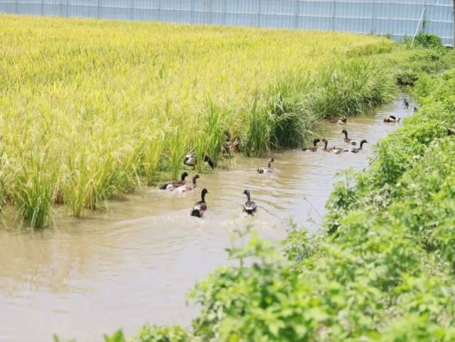 广东省劳模孔杰荣：匠心耕沃土，收获鸭稻香