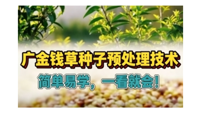 三步搞定广金钱草种子预处理，简单易学，一看就会！