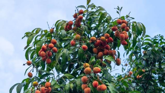 广东荔枝开市！来看各产区如何花式营销→
