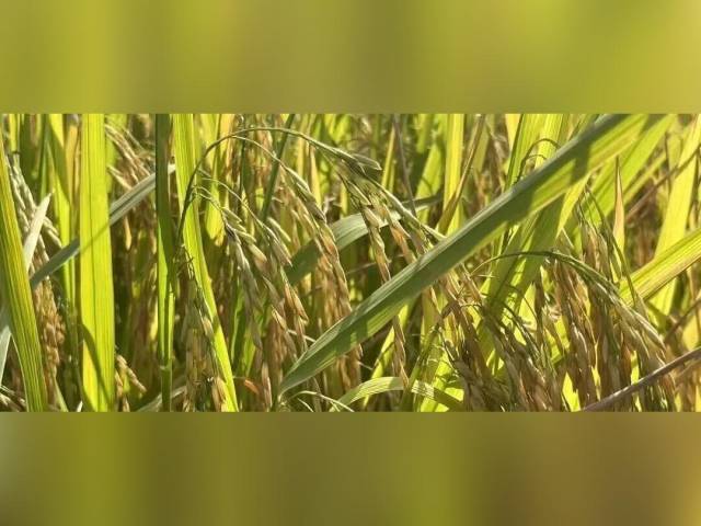 男子偷拿几支稻穗，法院判赔15万元