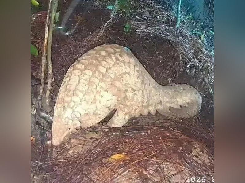 广东一地接连拍到穿山甲驮娃出门,已发现近900处新鲜洞穴