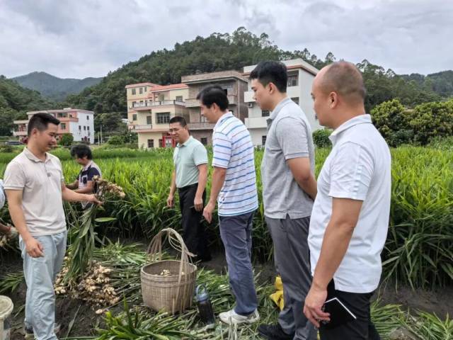 陆安春在田野走访，了解生姜生产情况
