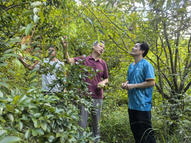 陆安春（右一）陪同油茶行家考察当地油茶种植情况