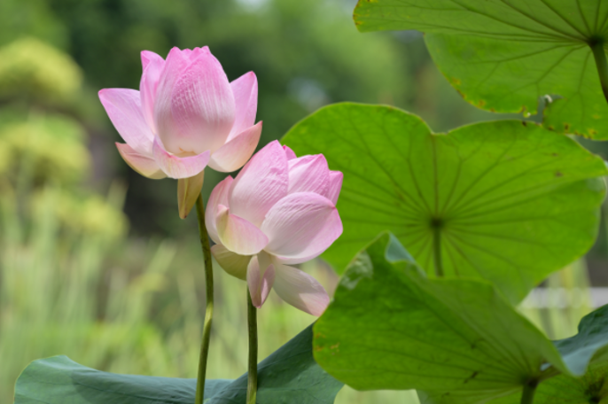 全国首例！广州莲花山“双花分枝莲”悄然绽放