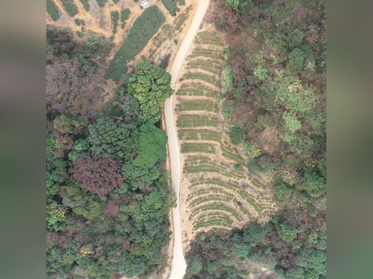 环保集团打造林业碳汇惠民样板