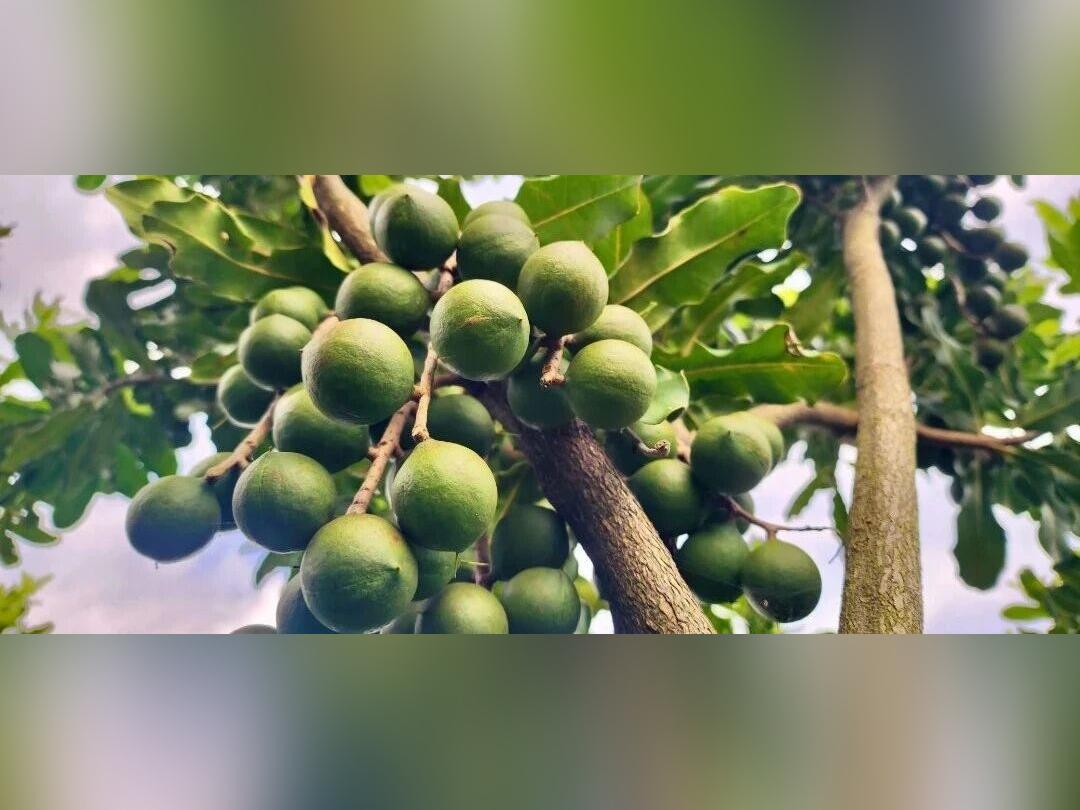 一颗“绿球球”如何撬动一个镇?地豆镇坚果丰收了