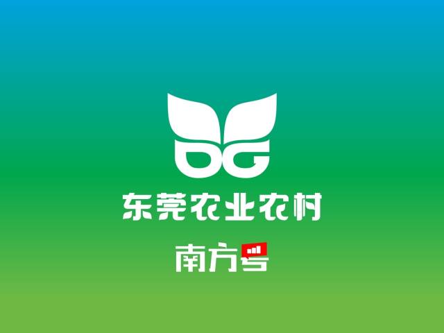 农业无人机飞防,让东莞荔枝植保“飞”起来