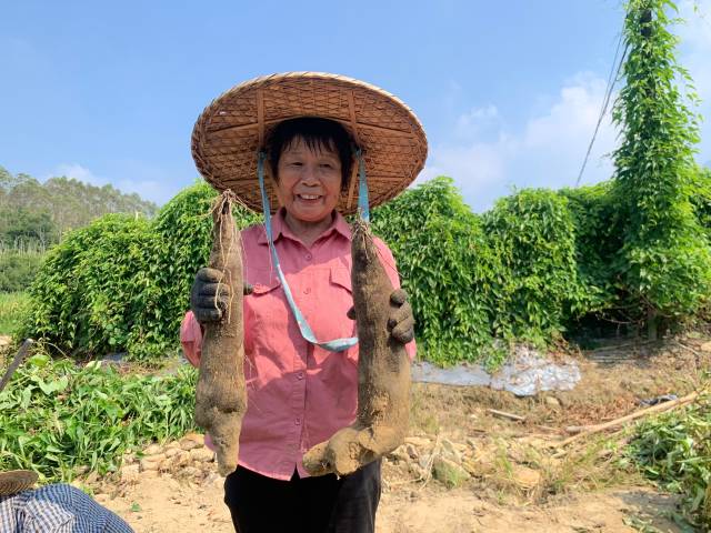 亩产3000斤！博罗横河糯米薯开挖，田里现挖现卖不愁销