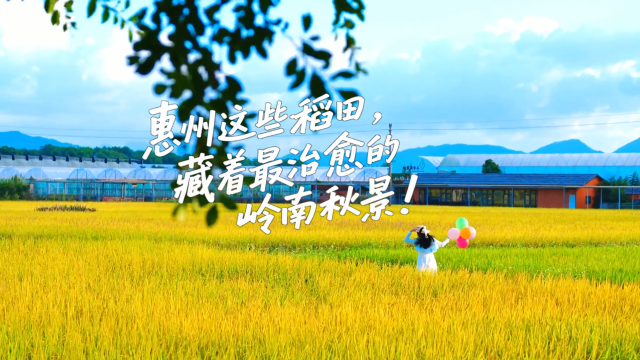 惠州这些稻田,藏着最治愈的岭南秋景!
