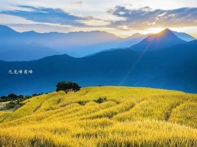 稻浪鎏金、候鸟归林、蚝香满湾……惠东秋日限定美景上线