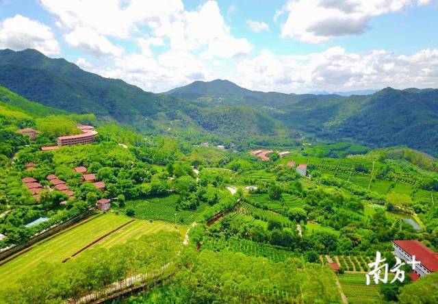 风光如画的雁南飞茶田景区。王志成 摄